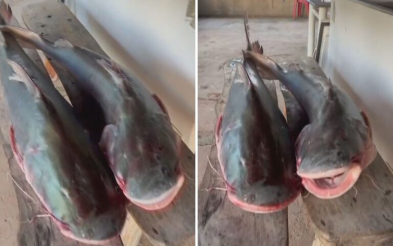 Peixes gigantes que não podem ser consumidos: homem é preso após ser encontrado com duas piraíbas em freezer de casa