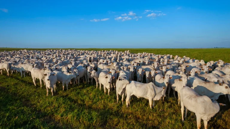 Boi gordo bate recorde em abril e mercado acende alerta; confira tendência