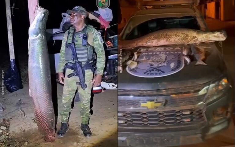 Peixe que não pode ser consumido com mais de 100 kg e 1,85 m é apreendido após pesca ilegal