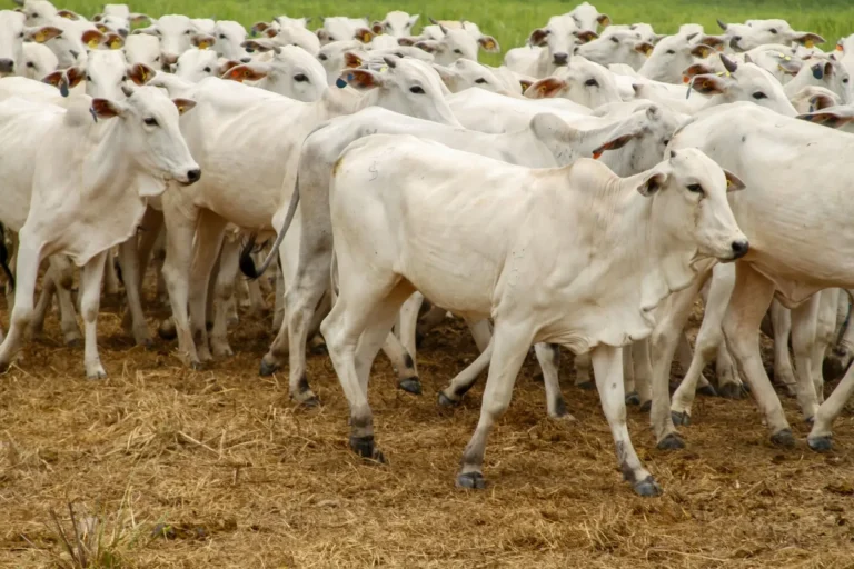 Seapa diz que suspensão da exportação de carne pela União Europeia é “fator de atenção” à pecuária goiana