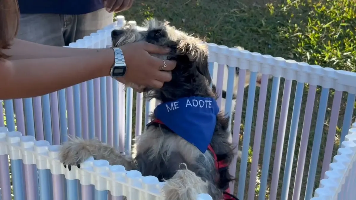 Aparecida realiza feira de adoção com 15 cães neste sábado; veja como participar