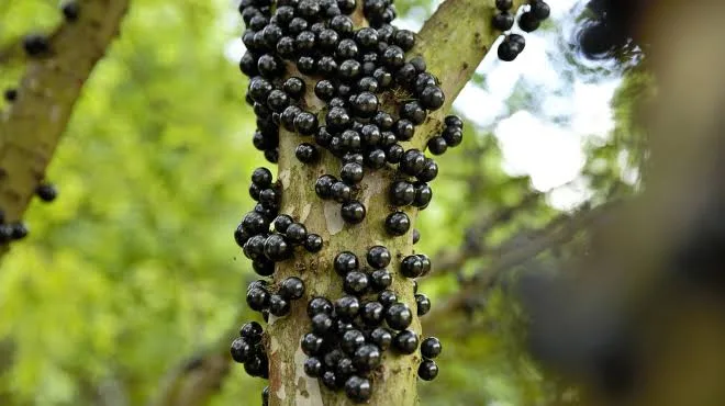 Você sabia? Jabuticaba foi eleita a 2ª melhor fruta do mundo