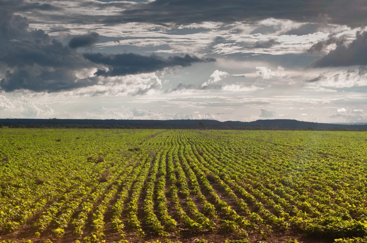 Aprovado plano para fabricação de fertilizantes no Brasil; Goiás é grande consumidor