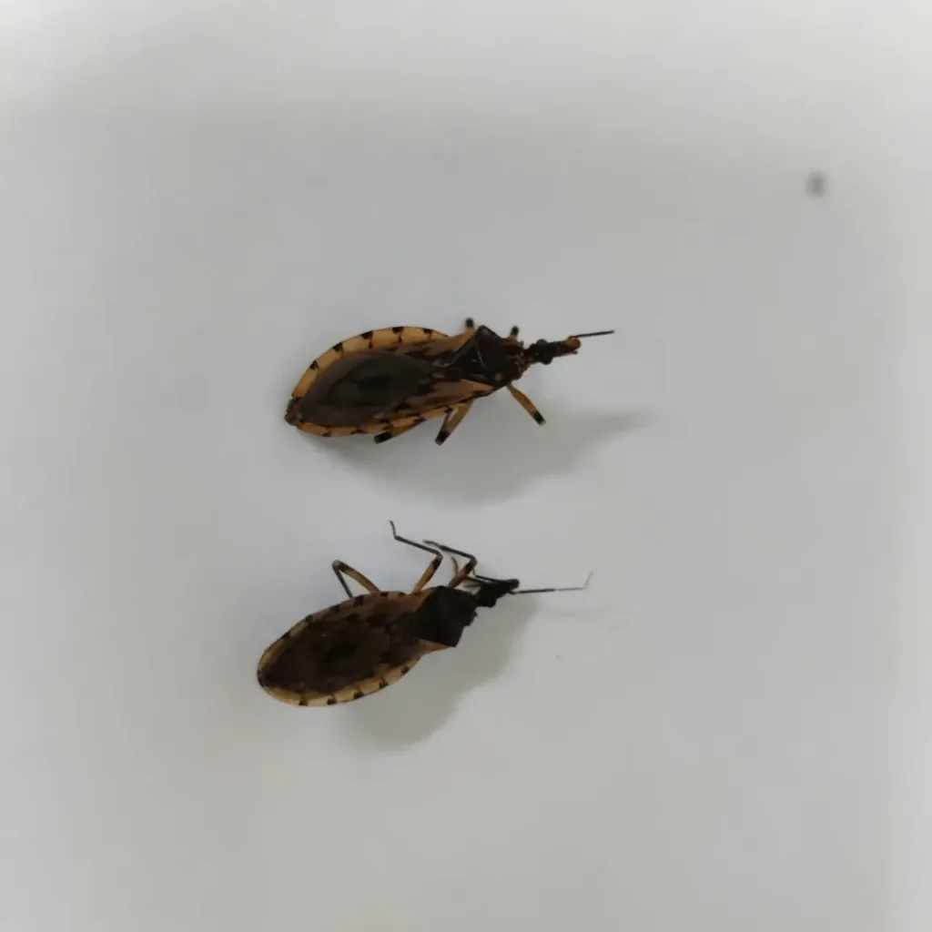 Aumento de barbeiros em Goiânia supera 100% em 2026 e acende alerta para a doença de Chagas