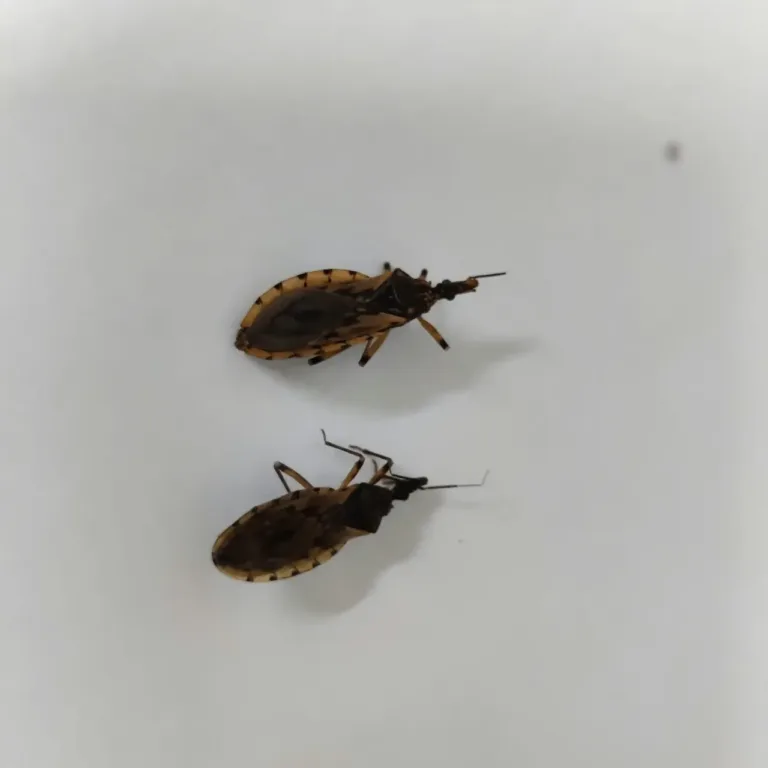 Aumento de barbeiros em Goiânia supera 100% em 2026 e acende alerta para a doença de Chagas